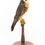 Australian hobby standing on a wooden perch presenting left