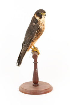 Australian hobby standing on a wooden perch presenting left