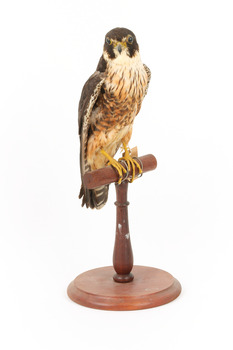 Australian hobby standing on a wooden perch presenting front-right