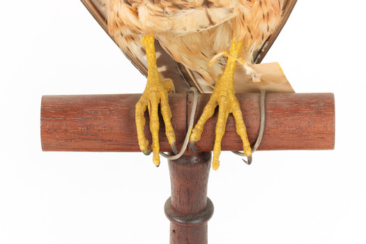 Close-up of legs and wooden perch of Australian hobby