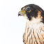 Close-up of top half of Australian hobby presenting left