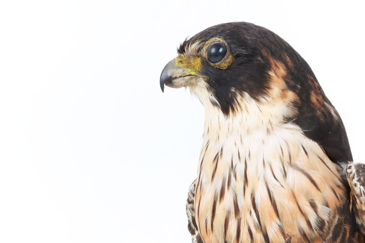 Close-up of top half of Australian hobby presenting left