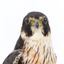 Close-up of top half of Australian hobby presenting front