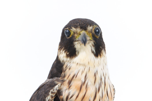 Close-up of top half of Australian hobby presenting front