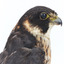 Close-up of top half of Australian hobby presenting right