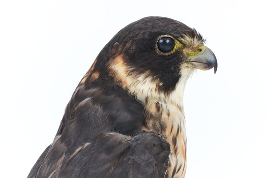 Close-up of top half of Australian hobby presenting right