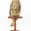 Tawny Frogmouth mounted on wooden perch facing forward