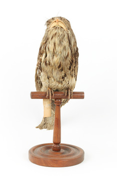 Tawny Frogmouth mounted on wooden perch facing forward