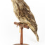 Tawny Frogmouth mounted on wooden perch presenting front left.
