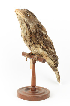 Tawny Frogmouth mounted on wooden perch presenting front left.