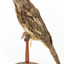 Tawny Frogmouth mounted on wooden perch presenting left.