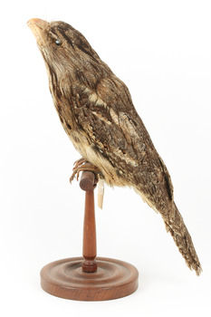 Tawny Frogmouth mounted on wooden perch presenting left.