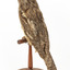 Tawny Frogmouth mounted on wooden perch presenting back left.