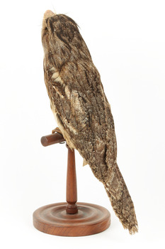 Tawny Frogmouth mounted on wooden perch presenting back left.