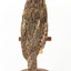 Tawny Frogmouth mounted on wooden perch presenting back.