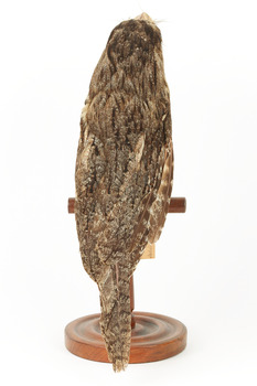 Tawny Frogmouth mounted on wooden perch presenting back.