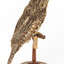 Tawny Frogmouth mounted on wooden perch presenting back right.