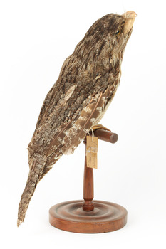 Tawny Frogmouth mounted on wooden perch presenting back right.