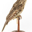 Tawny Frogmouth mounted on wooden perch presenting right.
