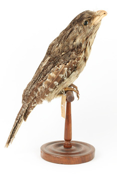 Tawny Frogmouth mounted on wooden perch presenting right.