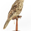 Tawny Frogmouth mounted on wooden perch presenting front right.