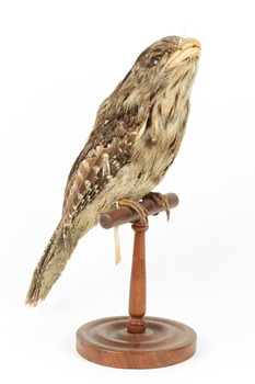 Tawny Frogmouth mounted on wooden perch presenting front right.