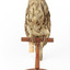 Tawny Frogmouth mounted on wooden perch facing forward