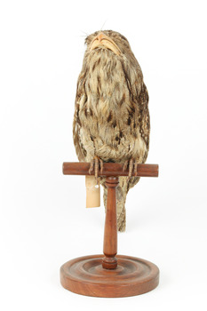 Tawny Frogmouth mounted on wooden perch facing forward