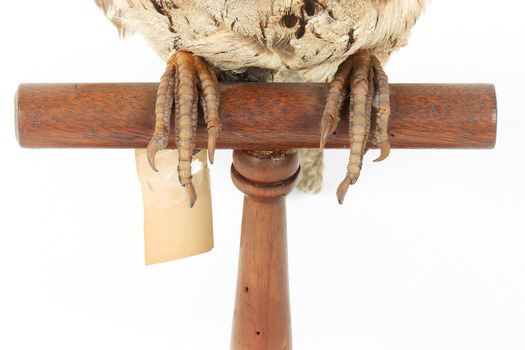 Close up of Tawny Frogmouth legs mounted on wooden perch