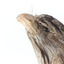Close up of Tawny Frogmouth head presenting left