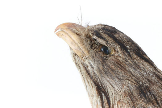 Close up of Tawny Frogmouth head presenting left