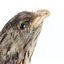 Close up of Tawny Frogmouth head presenting right