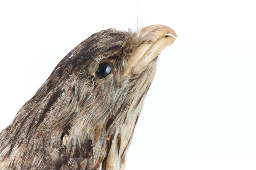 Close up of Tawny Frogmouth head presenting right