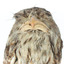Close up of Tawny Frogmouth top half facing forward.