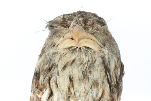 Close up of Tawny Frogmouth top half facing forward.