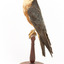Australian Hobby perching on wooden stand facing left