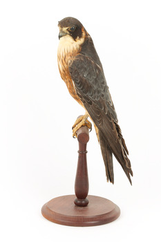 Australian Hobby perching on wooden stand facing left
