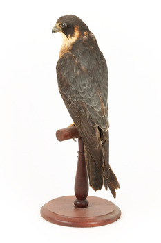 Australian Hobby perching on wooden stand facing back left