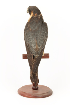 Australian Hobby perching on wooden stand facing back