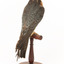 Australian Hobby perching on wooden stand facing back right