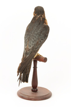 Australian Hobby perching on wooden stand facing back right