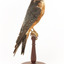 Australian Hobby perching on wooden stand facing right