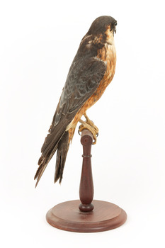 Australian Hobby perching on wooden stand facing right