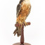 Australian Hobby perching on wooden stand facing front right