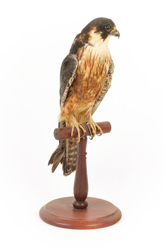 Australian Hobby perching on wooden stand facing front right