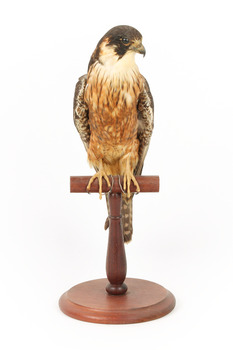 Australian Hobby perching on wooden stand facing front