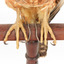 Australian Hobby perching on wooden stand with a close-up of claws