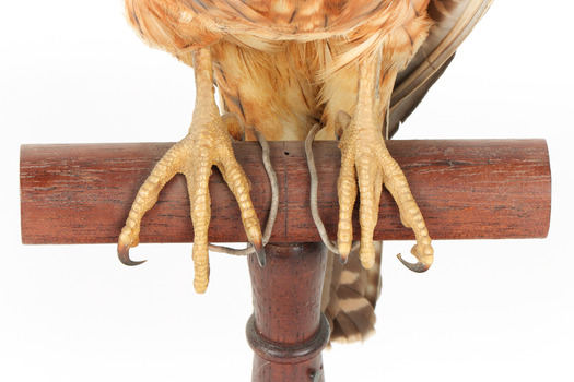 Australian Hobby perching on wooden stand with a close-up of claws