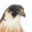 Australian Hobby close-up of face from front right