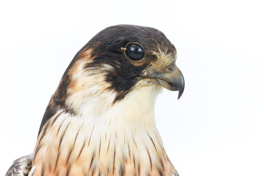 Australian Hobby close-up of face from front right